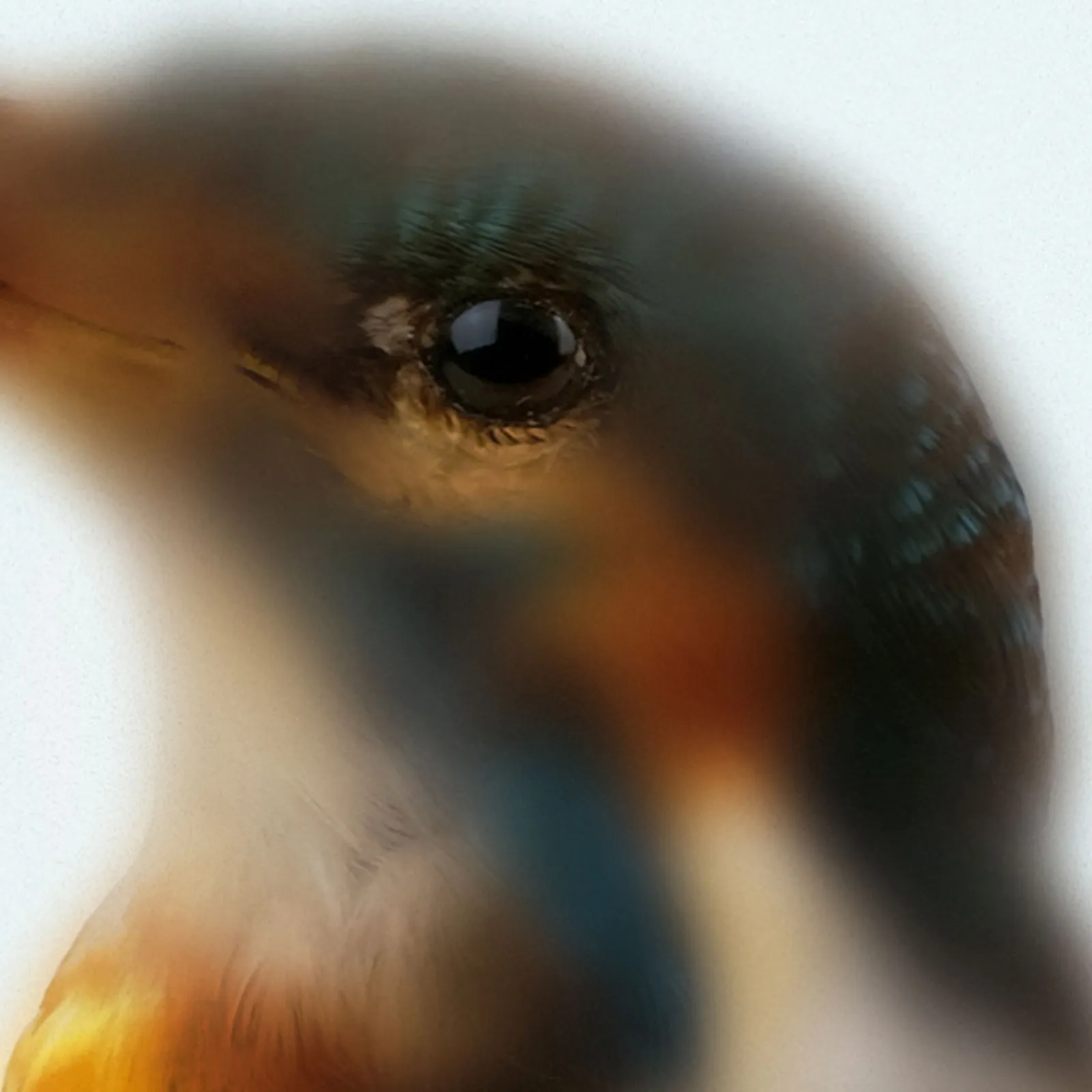Was sich als Natur zeigt – Eisvogel